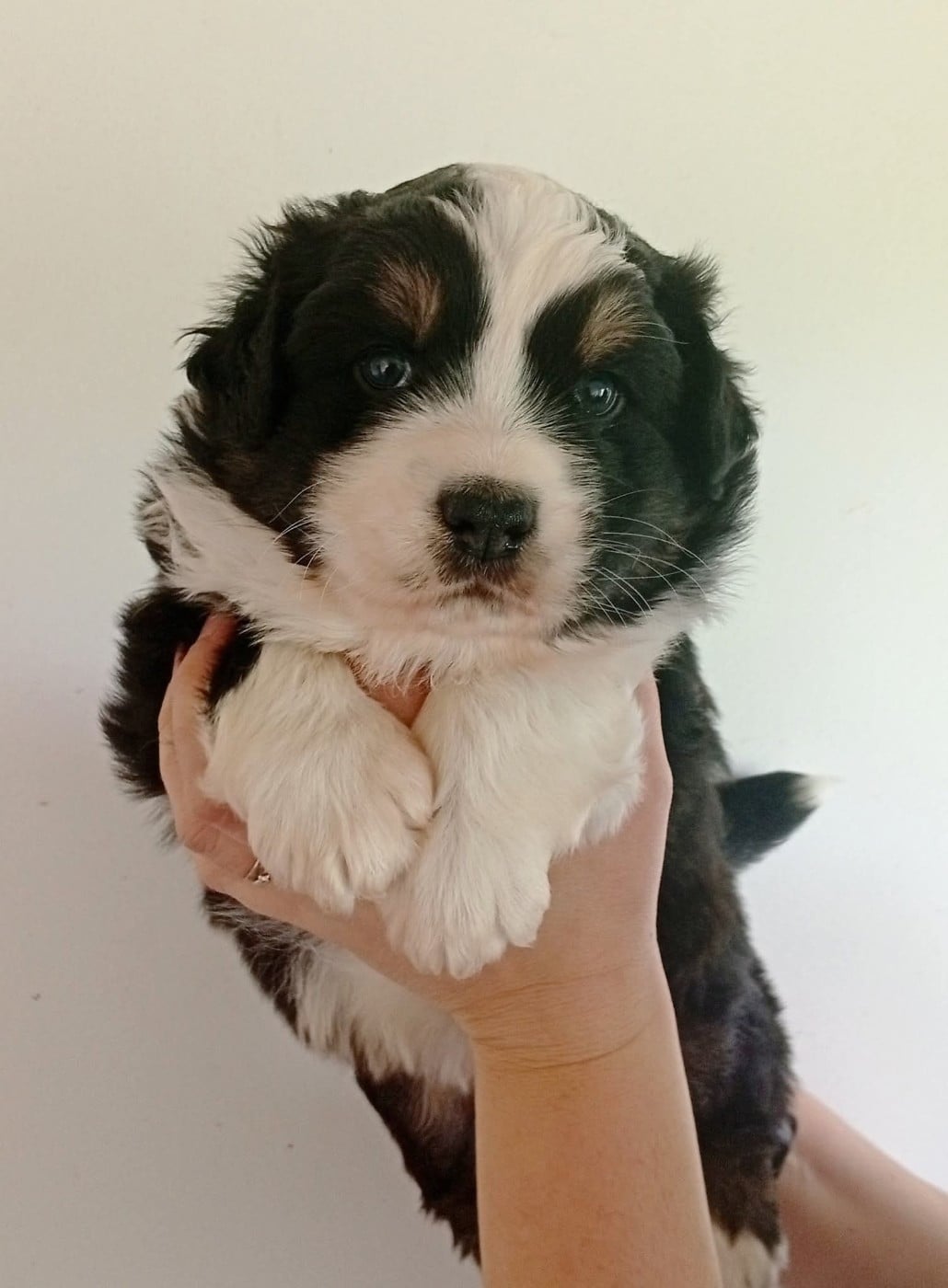 Berger Australien - Du Berry Noir