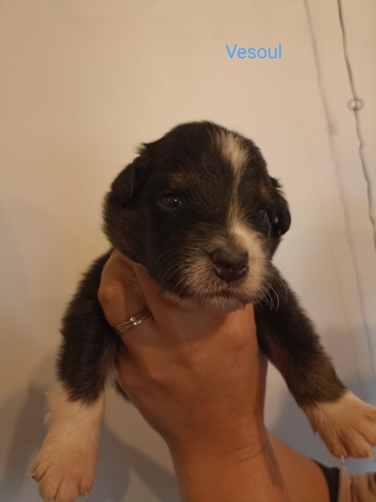 Sitemapcdatahttpsmodeinf Inetcomspa Vesoul Chien A Adopter