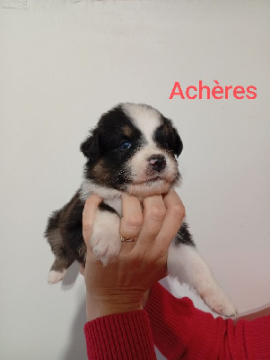 Les chiots de Berger Australien