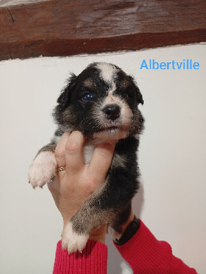 Les chiots de Berger Australien