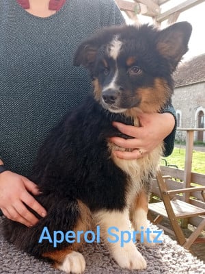 Les chiots de Berger Australien