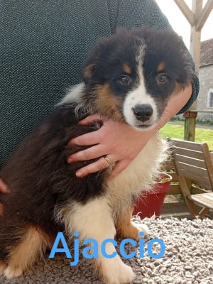 Les chiots de Berger Australien