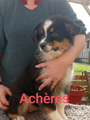 Les chiots de Berger Australien