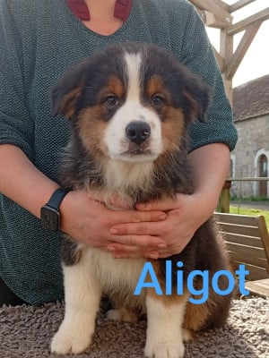 Les chiots de Berger Australien
