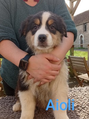 Les chiots de Berger Australien