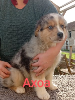 Les chiots de Berger Australien