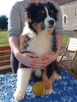 Les chiots de Berger Australien