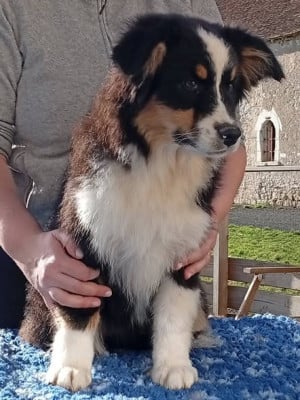 Les chiots de Berger Australien