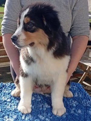 Les chiots de Berger Australien