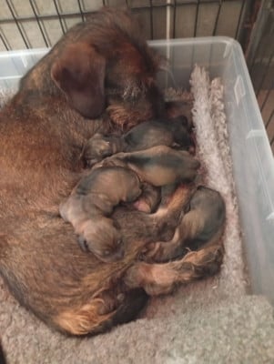 Les chiots de Teckel poil dur