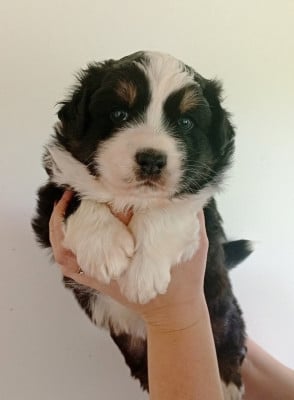 Les chiots de Berger Australien