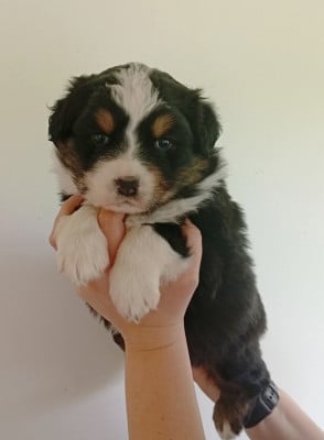 Les chiots de Berger Australien