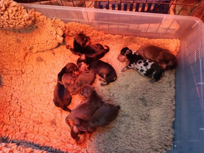 Les chiots de Teckel poil dur