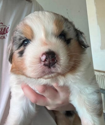 Les chiots de Berger Australien