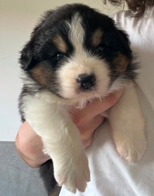 Les chiots de Berger Australien
