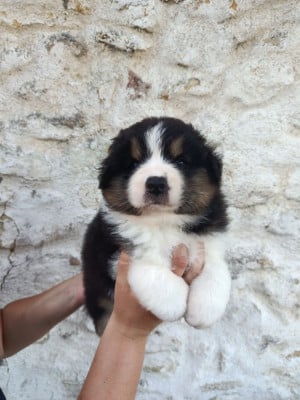 Les chiots de Berger Australien