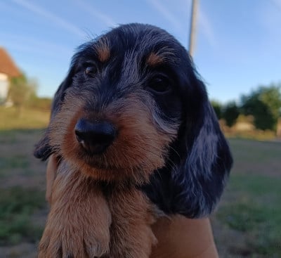 Les chiots de Teckel poil dur