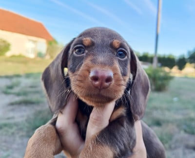 Les chiots de Teckel poil dur