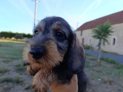 Les chiots de Teckel poil dur