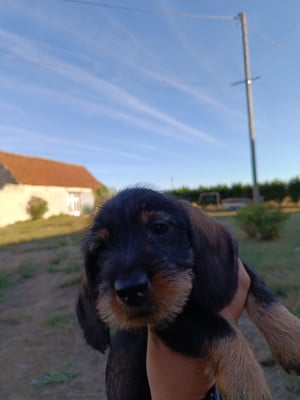 Les chiots de Teckel poil dur