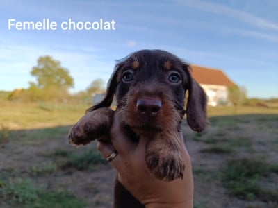 Les chiots de Teckel poil dur