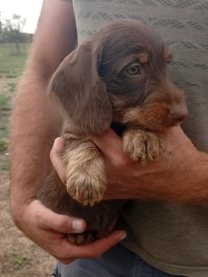 Bailey - Teckel poil dur