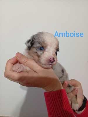 Les chiots de Berger Australien
