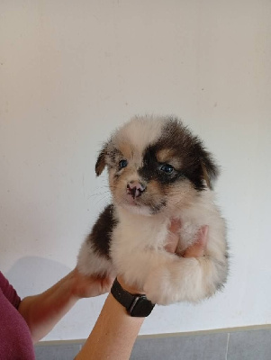 Les chiots de Berger Australien