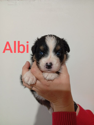 Les chiots de Berger Australien