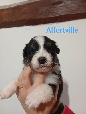 Les chiots de Berger Australien