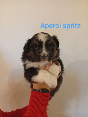 Les chiots de Berger Australien