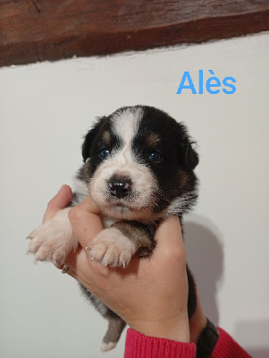 Les chiots de Berger Australien