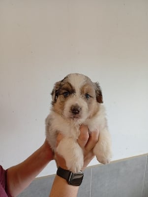 Les chiots de Berger Australien