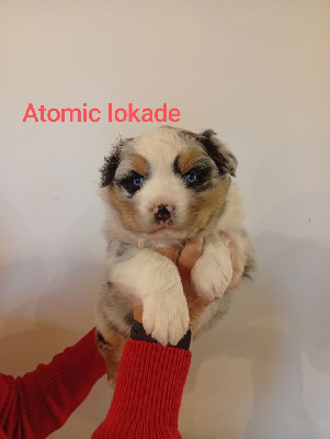 Les chiots de Berger Australien