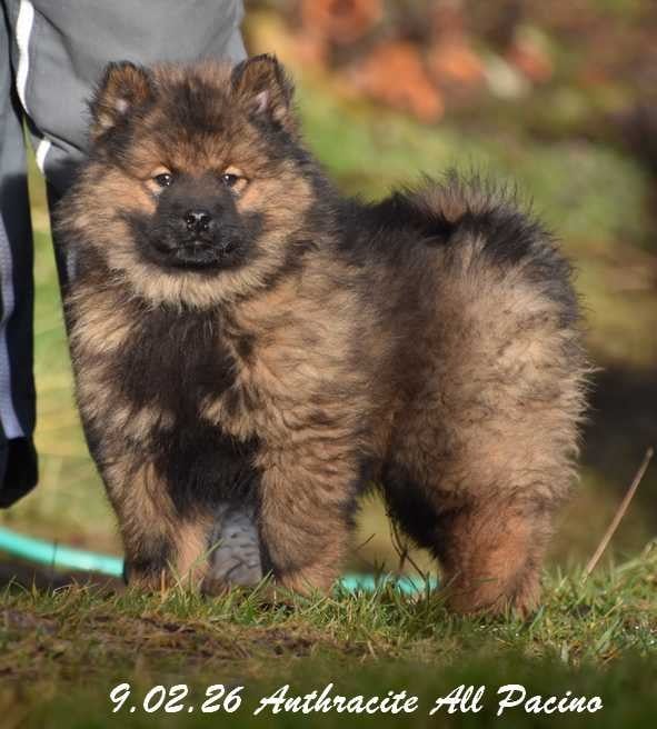 Anthracite Al Pacino - Eurasier