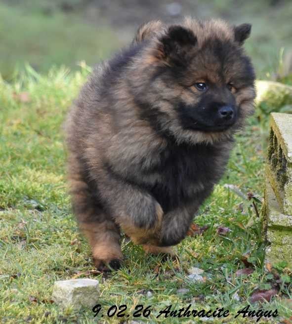 Eurasier - Des crinières de feu