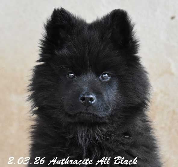 Eurasier - Des crinières de feu