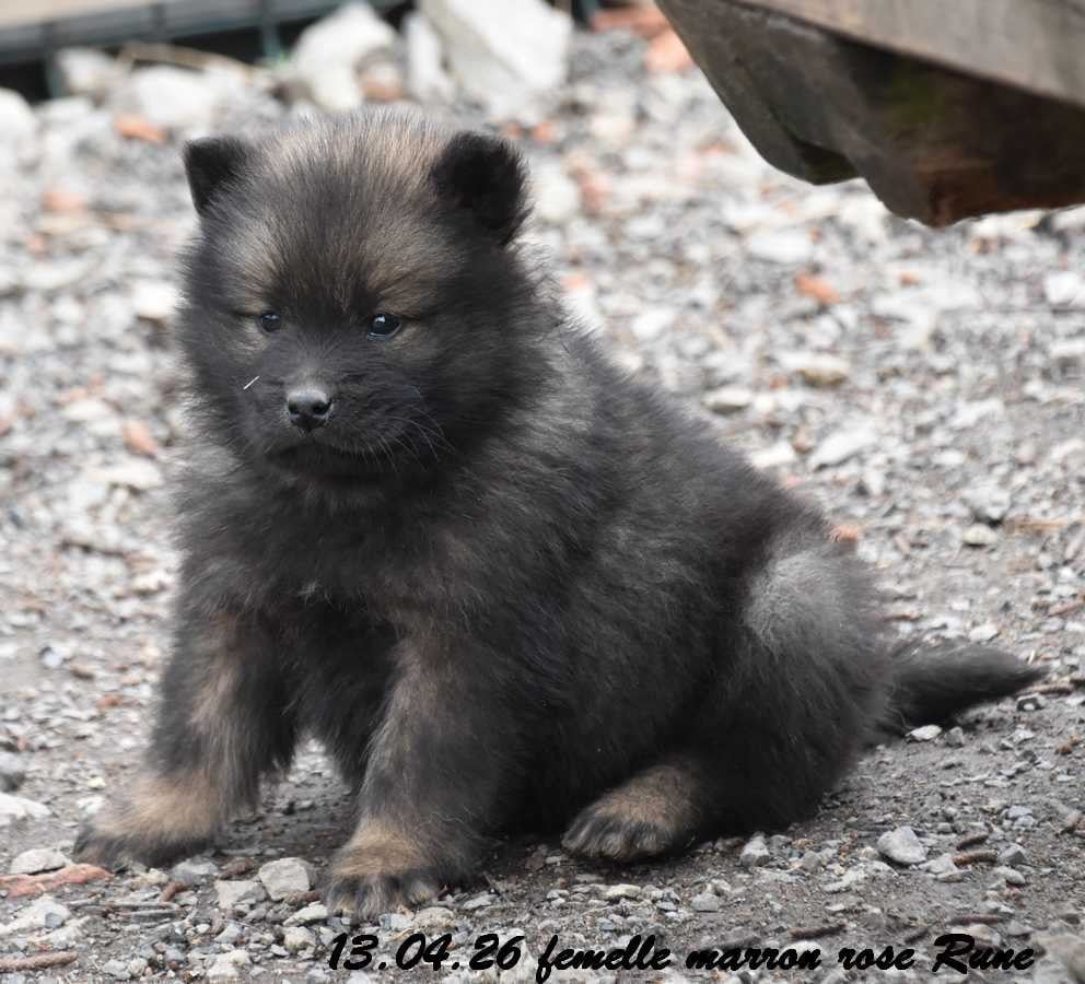 Eurasier - Des crinières de feu