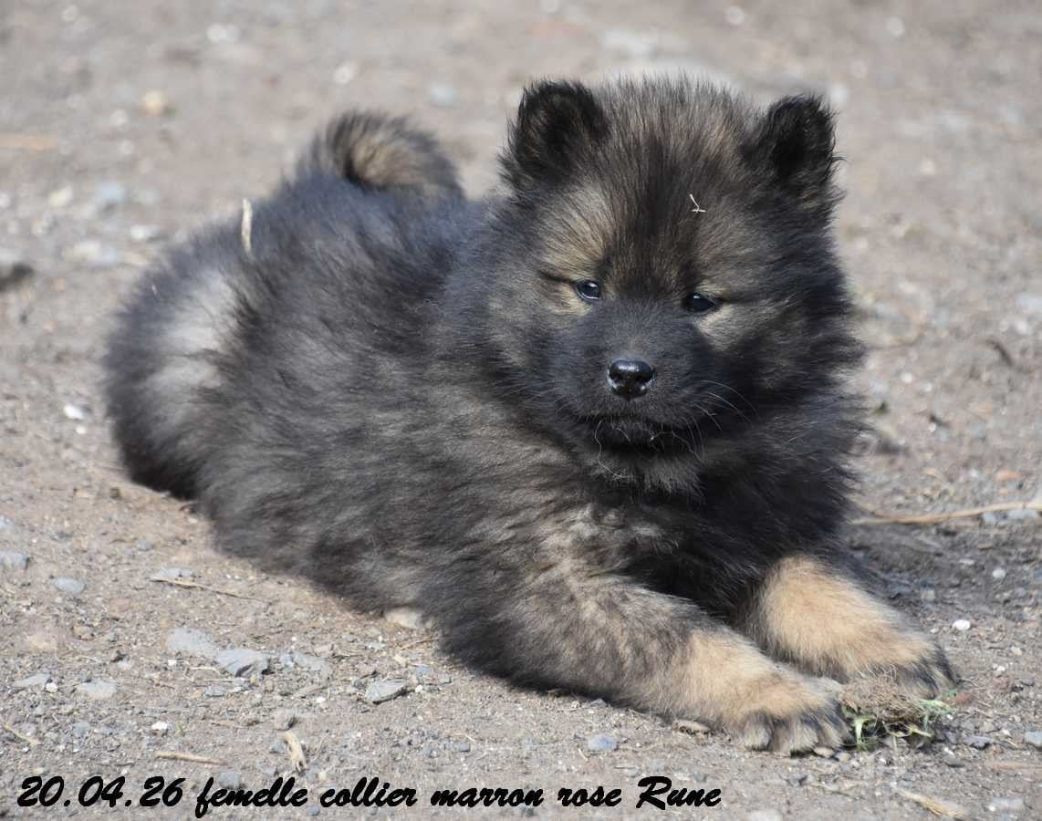 Eurasier - Des crinières de feu
