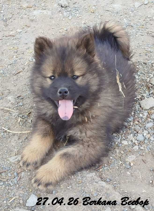 Eurasier - Des crinières de feu