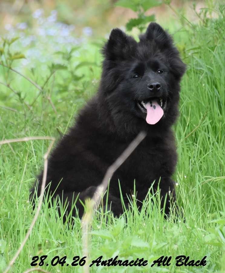 Eurasier - Des crinières de feu
