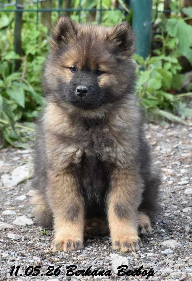 Eurasier - Des crinières de feu