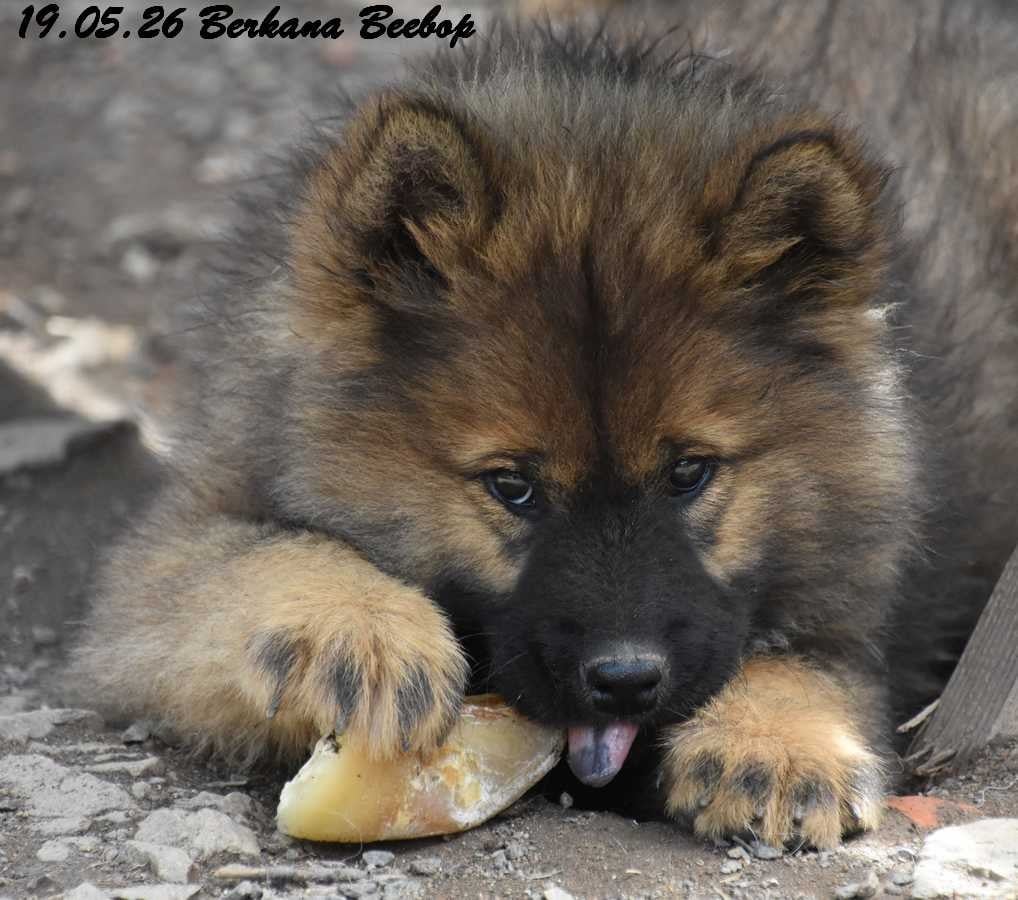 Eurasier - Des crinières de feu