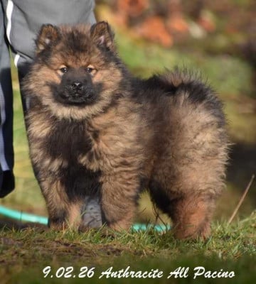 Les chiots de Eurasier