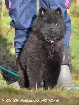 Les chiots de Eurasier