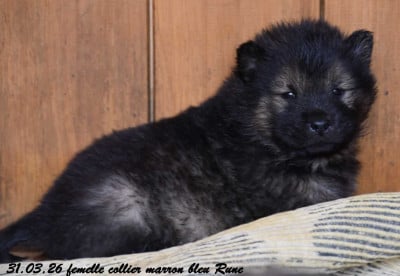 Les chiots de Eurasier