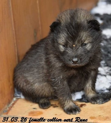 Les chiots de Eurasier