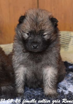 Les chiots de Eurasier