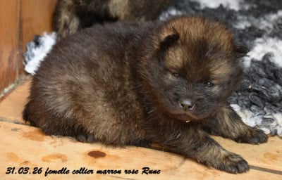 Les chiots de Eurasier