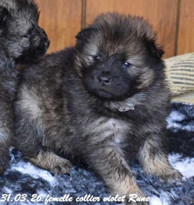 Les chiots de Eurasier